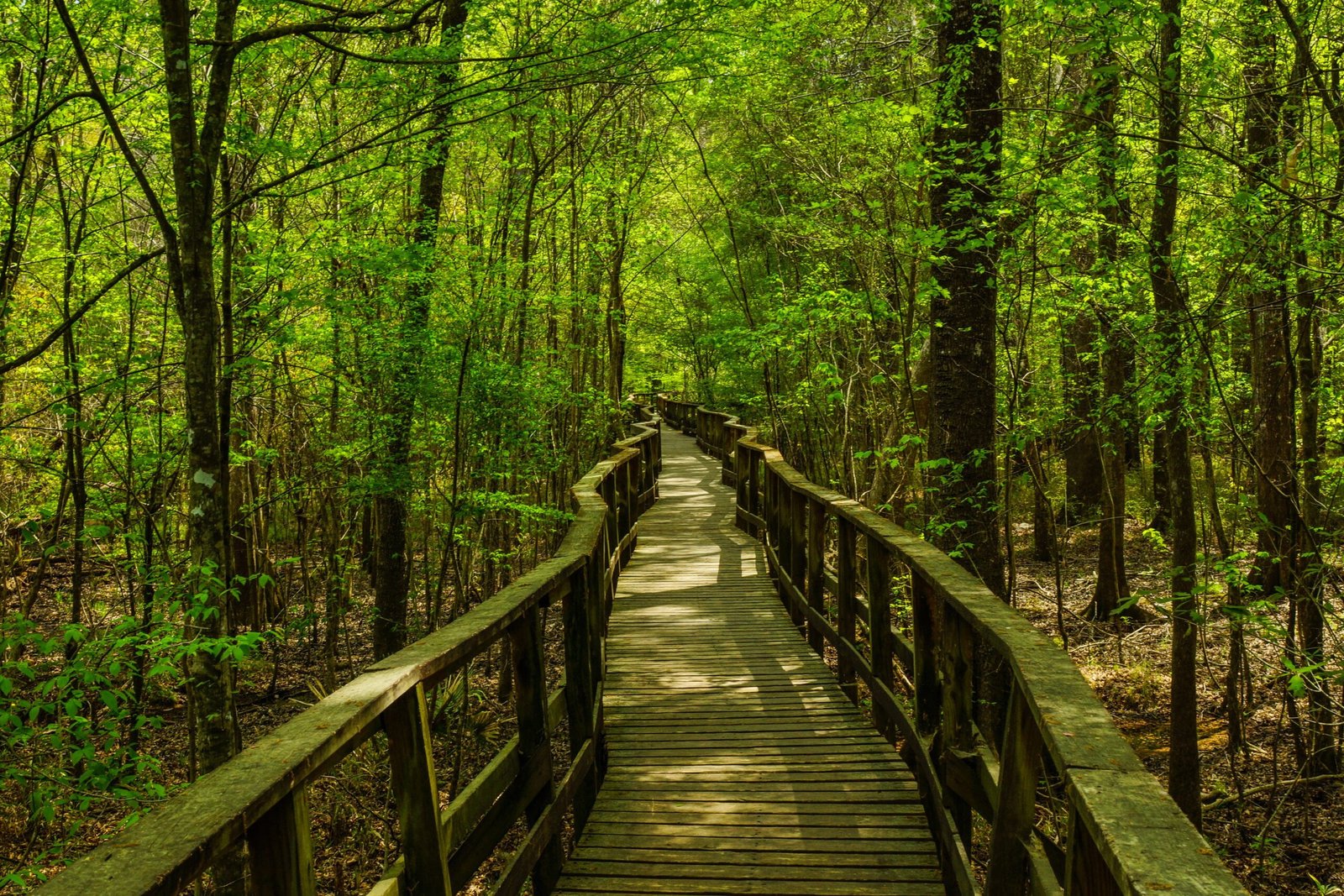 Congaree National Park