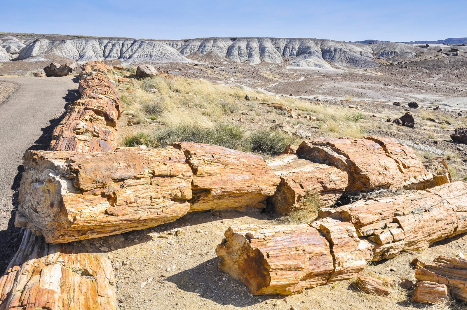 Petrified Forest National Park