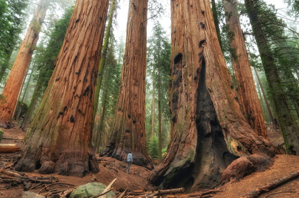 Redwood National Park