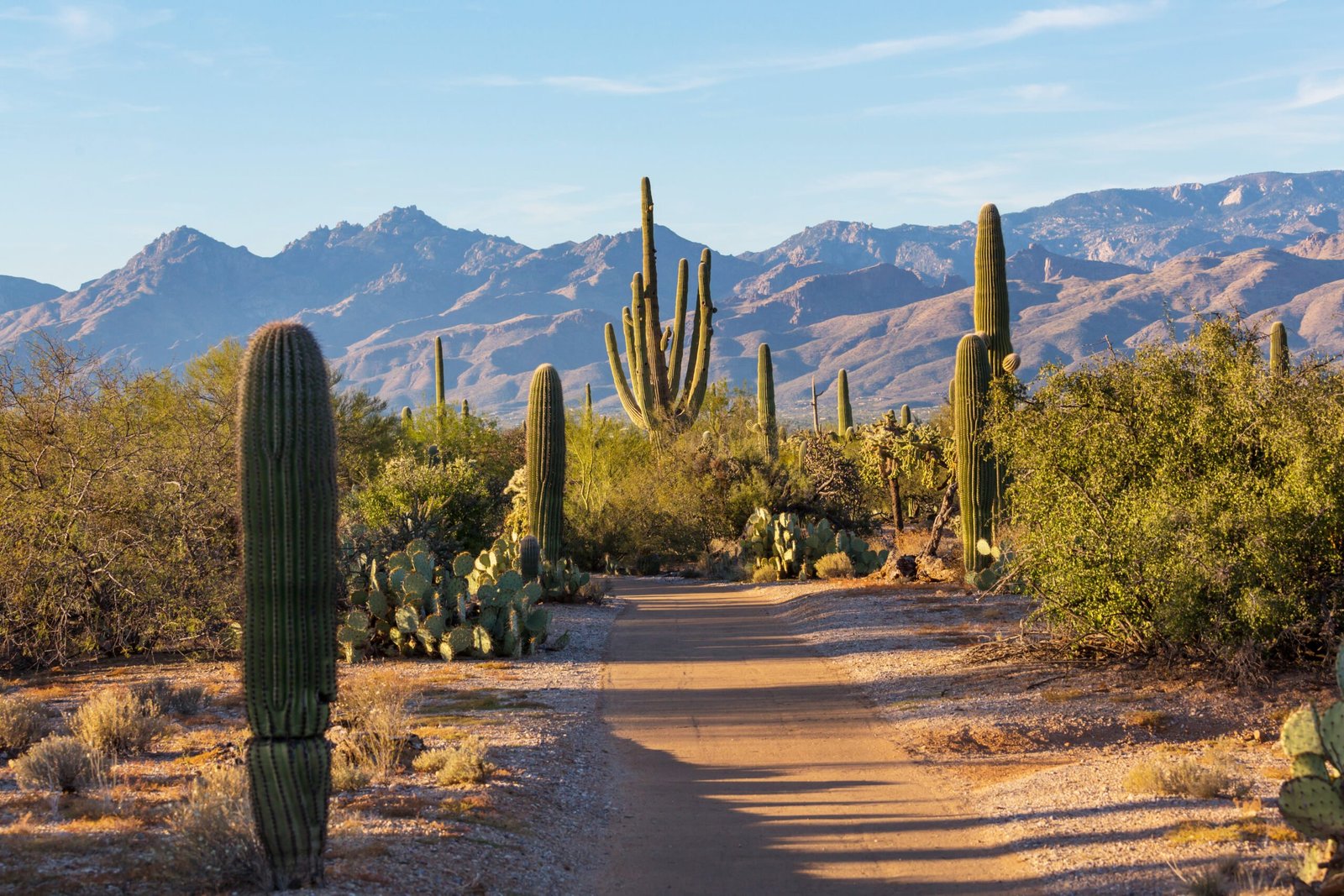 Saguaro National Park