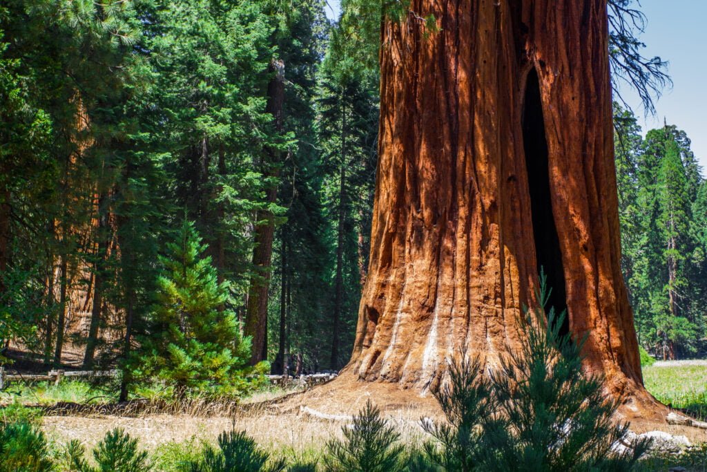 Sequoia National Park